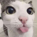 PlinkMlem