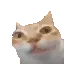 catErm