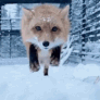 fox Discord emoji