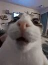whatthesigmacatcatreaction