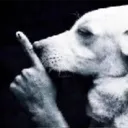 shushing_dog