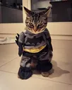 MeowMan MeowMan