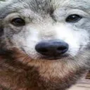 stupidasswolf