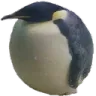 canhcutbeos canhcutbeos