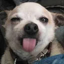 doggywink