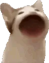 yap