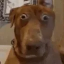 caosustado_FemboySlut