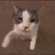 catKiss