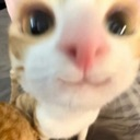 Catcolonthree