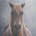 horseintherain