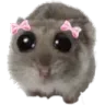 hamCute hamCute