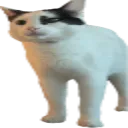 standingidiot