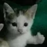 cat_quecomo