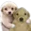perrohug