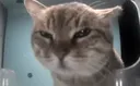 madcat