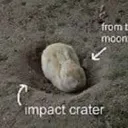 bunny