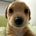 tsdogsotuff