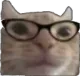 NerdCat
