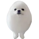 eggdog