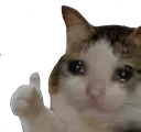 Sad_Cat_Thumbs_Up Sad_Cat_Thumbs_Up