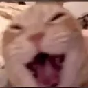 catlaugh