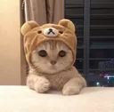 CuteCat
