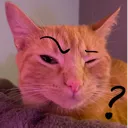 curiousstella