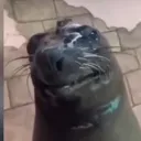 oilyseal