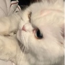 z_ajzm custom emote - Lemniscate Network