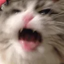 CE_CatShake3