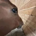 horsesideeye