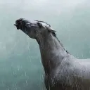 sadhorse