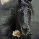 horsewitharose