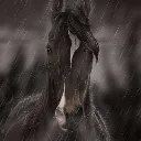 horsestare
