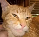 GigaCat