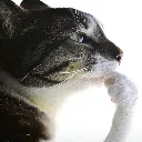 thinking_cat thinking_cat