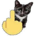 fyoucat