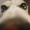 sniffsniff