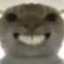 016IRLCat_Smile