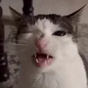 cat_crunch