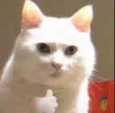 Cat_thumbs_up Cat_thumbs_up