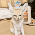 confusedfennec