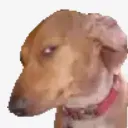 sus