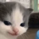 CatSmirk