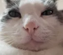 stare stare