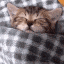 z_4839goodnightsleeping