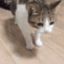 z_6668catdies