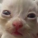 CatGoob
