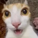 shockedcat shockedcat