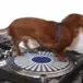 DogSpinning DogSpinning